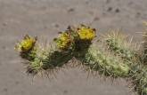 Flor de cactus na Sierra de Santa Marta, região de San Ignacio, no deserto Vizcaino (Baja California - México)